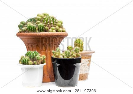 Group Of Cactus Plant In Pots Isolated In White Background.