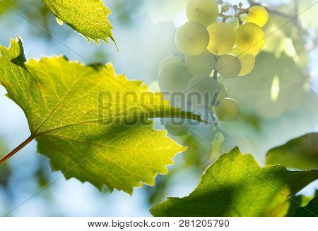 Green Grapes, Leaves Of Grapes On A Light Background.