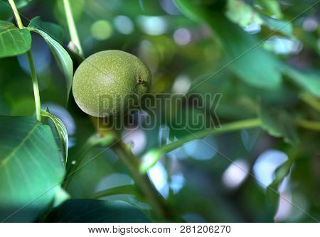 Beautiful Walnut In A Green Peel. Close-up