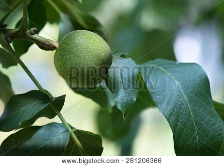 Beautiful Walnut In A Green Peel. Close-up