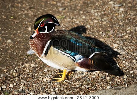 Male Wood Duck, Aix Sponsa, Anatra Sposa