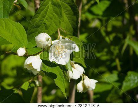 White Flowers On Mock-orange Shrub With Bokeh Background, Macro, Selective Focus, Shallow Dof