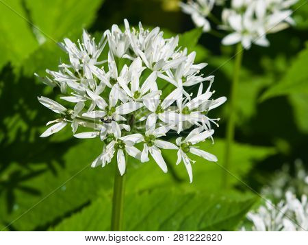 Blooming Wild Garlic Or Allium Ursinum, Flowers In Weed Close-up, Selective Focus, Shallow Dof