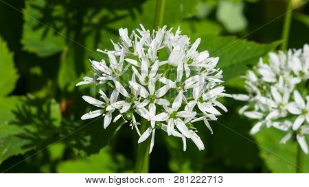 Blooming Wild Garlic Or Allium Ursinum, Flowers In Weed Close-up, Selective Focus, Shallow Dof