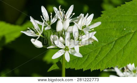 Blooming Wild Garlic Or Allium Ursinum, Flowers In Weed Close-up, Selective Focus, Shallow Dof