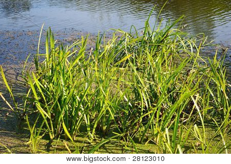 Carice sulla costa del fiume Kopanets