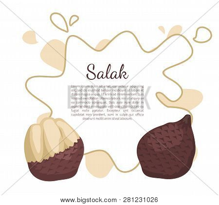 Salak Salacca Zalacca Palm Tree Exotic Juicy Fruit Vector Poster Frame And Text. Tropical Edible Foo