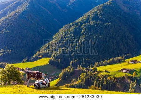 Delightful mountain valley in the Dolomites. Wonderful day in South Tyrol. Farm cows graze on the green slopes of the mountains. The concept of ecological and photo tourism