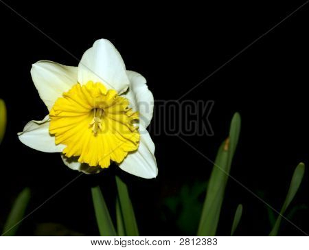 Narcissus