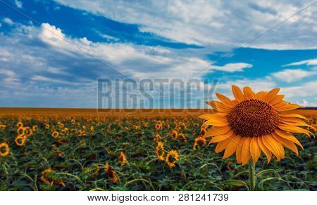 Sunflower Summer Flower Close-up, Against A Background Of Clouds. Agroculture, Harvest.