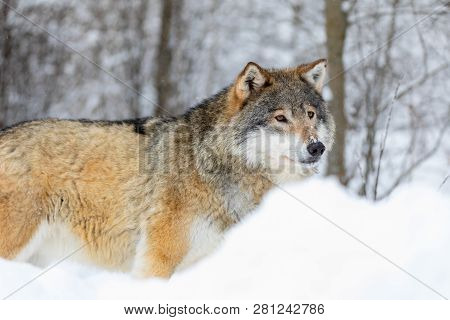 Wolf Stands In The Snow In Beautiful Winter Forest