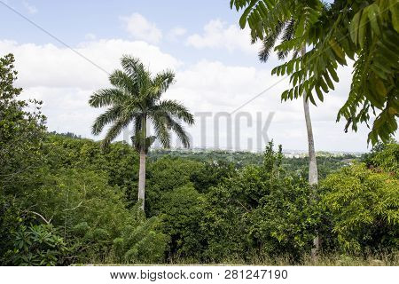 Royal Palm (roystonea Regia) Tree Is The National Cuban Tree A Symbol Of The Country.
