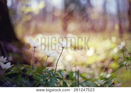 Background With Spring Primroses - White Flowers Of An Anemony