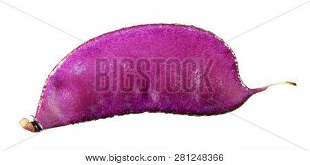 Purple Fruit Of Lablab Purpureus Or Hyacinth Bean Isolated On White Background