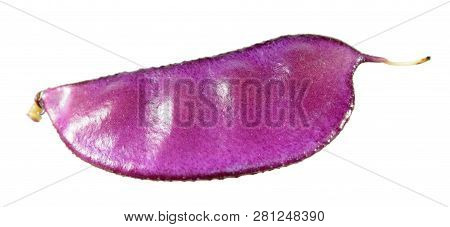 Purple Fruit Of Lablab Purpureus Or Hyacinth Bean Isolated On White Background