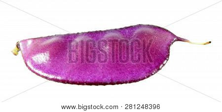 Purple Fruit Of Lablab Purpureus Or Hyacinth Bean Isolated On White Background