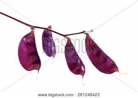 Purple Fruits Of Lablab Purpureus Or Hyacinth Bean Isolated On White Background