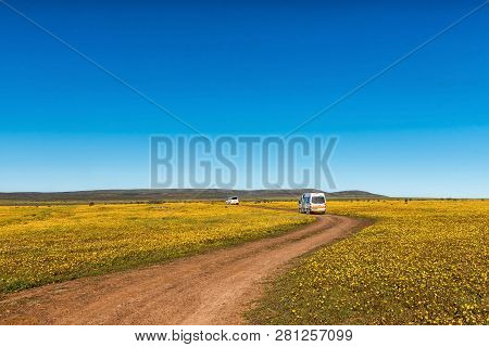 Nieuwoudtsville, South Africa, August 28, 2018: Vehicles In A Field Of Wildflowers At Matjiesfontein