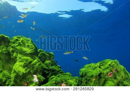 Green Algae, fish and blue water