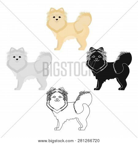 Spitz Single Icon In Cartoon Style.spitz Vector Symbol Stock Illustration Web.