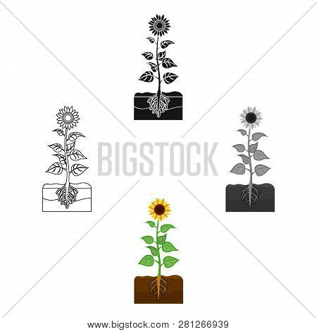 Sunflower, Single Icon In Cartoon Style.sunflower Vector Symbol Stock Illustration Web.