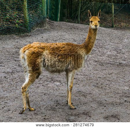 Funny Vicuna Looking In The Camera, Mountain Animal From The Andes Of Peru, Specie Related To The Ca