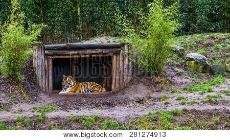 Siberian Tiger Laying In A Tree Hut, Endangered Animal From Russia
