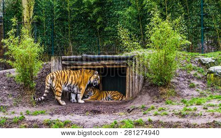 Two Siberian Tigers Together One Standing And Laying In A Hut, Endangered Animals From Russia