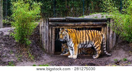 Siberian Tiger Standing In Front Of His Hut, Endangered Animal From China