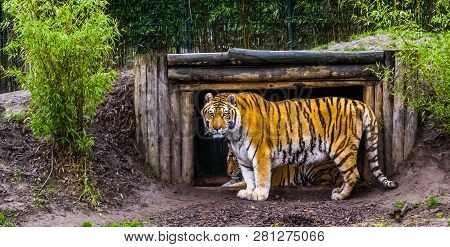 Siberian Tiger Standing In Front Of His Hut And Looking In The Camera, Endangered Animal Specie From