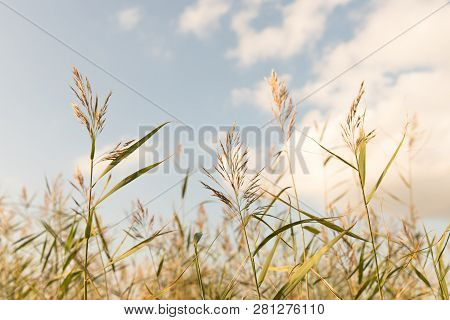 Selective Soft Focus Of Beach Grass, Reeds, Stalks Blowing In The Wind At Day Light, Horizontal, Blu