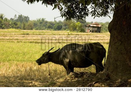 Carabao