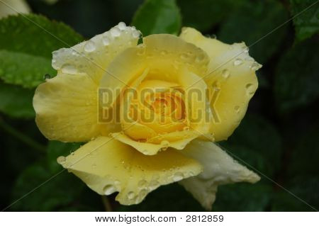 Yellow Rose2