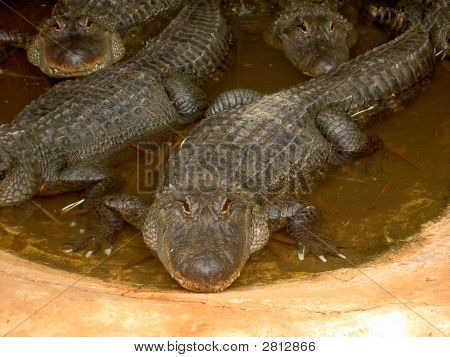 Crocodiles