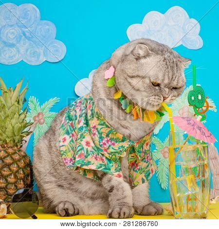 A Cat On Vacation In A Hawaiian Shirt With Pineapples And Sun Glasses And A Cocktail Drinking From A