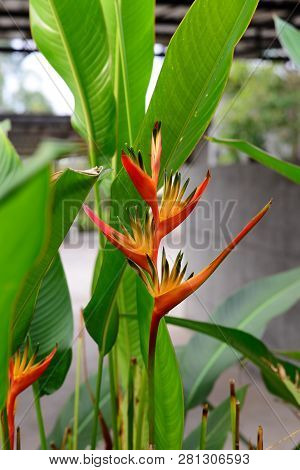 Heliconia Orang-green Torch Flower Withgreen Leaves Background