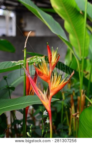 Heliconia Orang-green Torch Flower Withgreen Leaves Background