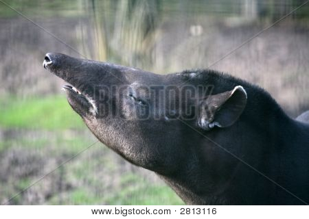 Brasilianske Tapir