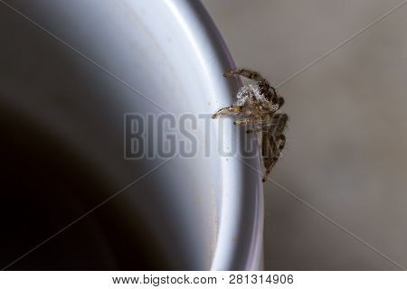 Small Jumping Spider Close Up