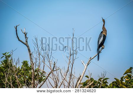 A Female Anhinga In Everglades National Park, Florida