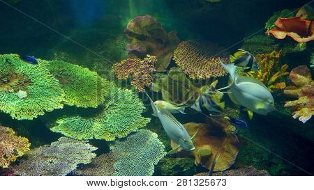 Underwater World, Many Multi-colored Fish Coral Reefs