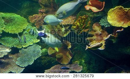 Underwater World, Many Multi-colored Fish Coral Reefs