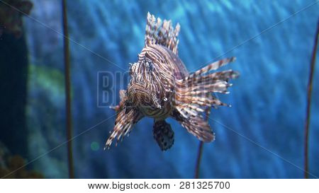 Underwater World, Many Colorful Fish, Coral Reefs. Lionfish