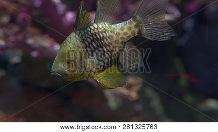 Underwater World, Many Multi-colored Fish Coral Reefs