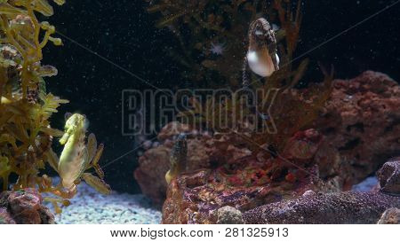 Underwater World, Many Multi-colored Fish Coral Reefs. Seahorses