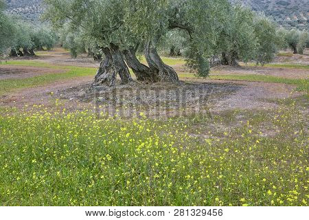 Olive Tree Fields In Andalusia. Spanish Agricultural Harvest Landscape. Jaen