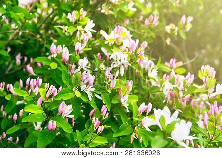 Blooming Branches Of Lonicera Xylosteum (dwarf Honeysuckle Or Fly Woodbine). Beautiful Spring Backgr