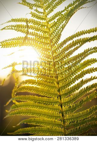 Fern Leaves In The Sun. The Natural Background.