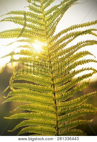 Fern Leaves In The Sun. The Natural Background.