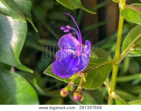 Blooming Tropical  Blue Flower Clerodendrum Ugandense  Spring Concept